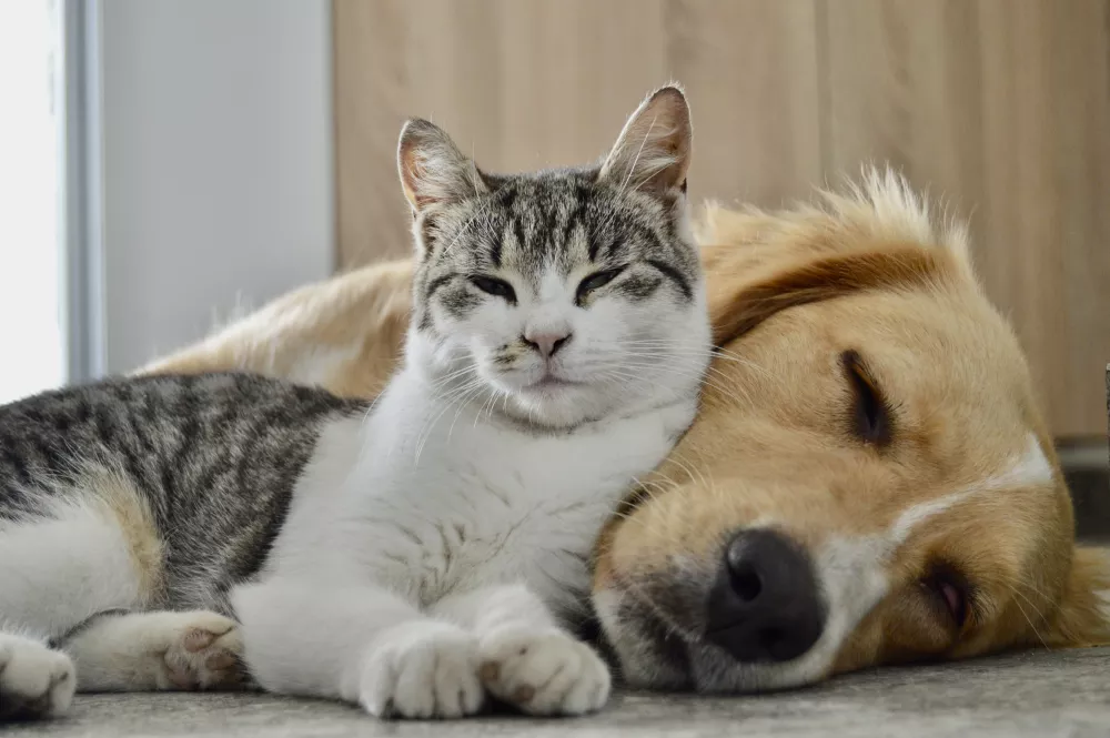 A tabby and white cat peacefully rests against a sleeping golden retriever.